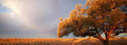 ������� ������� (Simpson desert)
