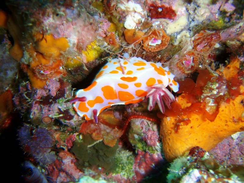 http://www.atur.ru/UserFiles/Image/nz/diving/bednye/b04.jpg